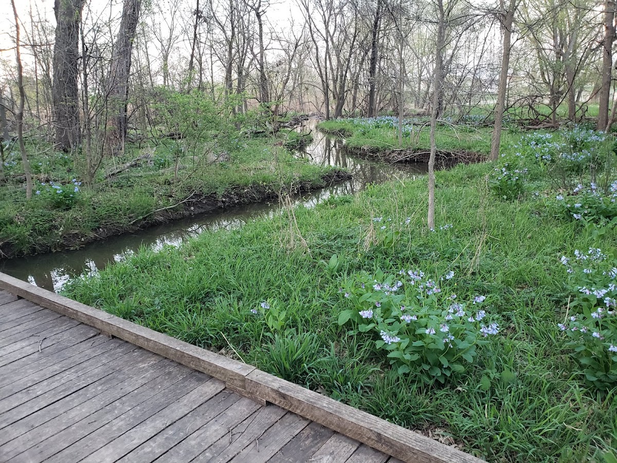 O'Hara Woods Preserve