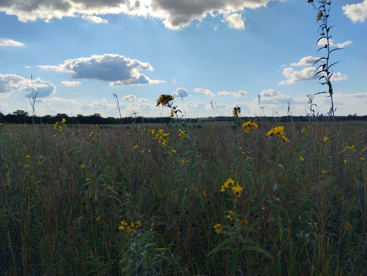 La Petite Gemme Prairie