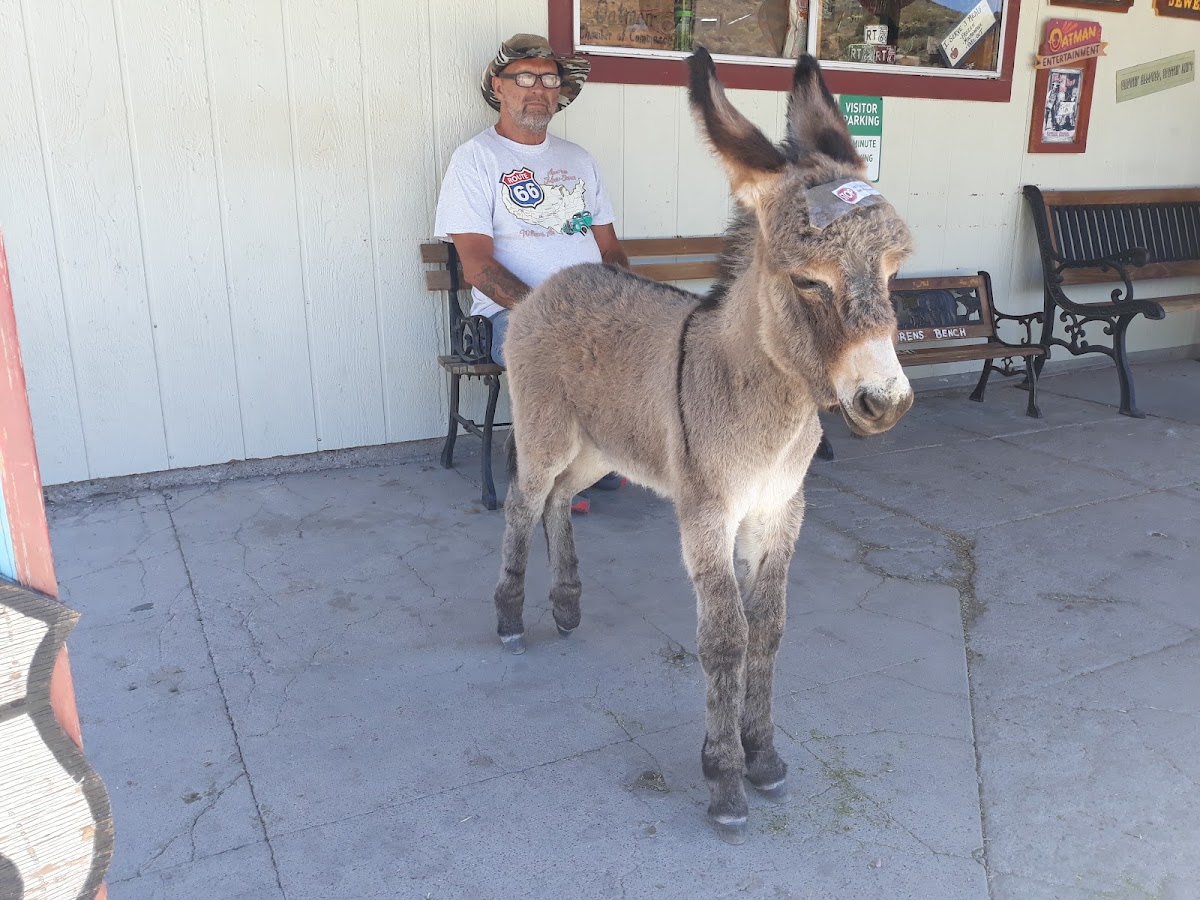 Burros Of Oatman