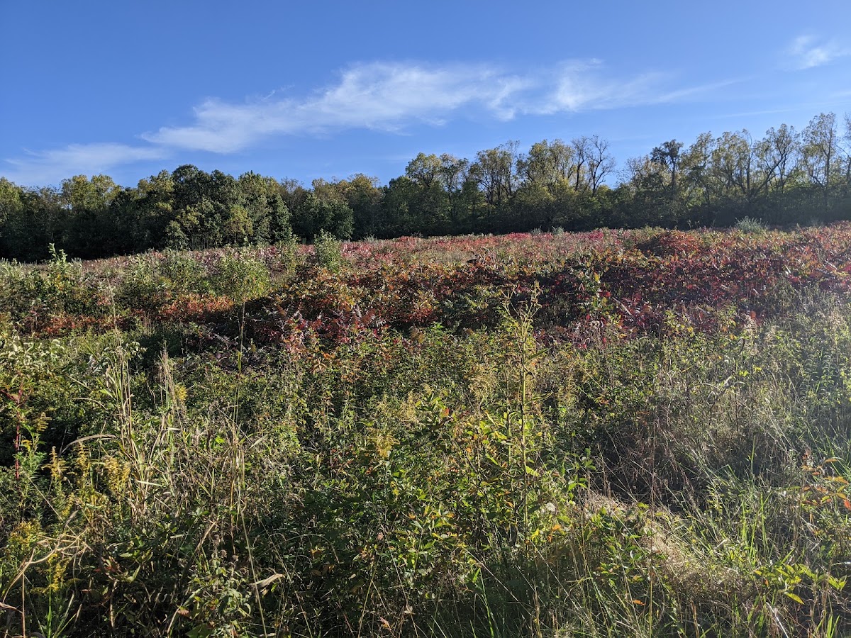 Bois D'Arc Conservation Area