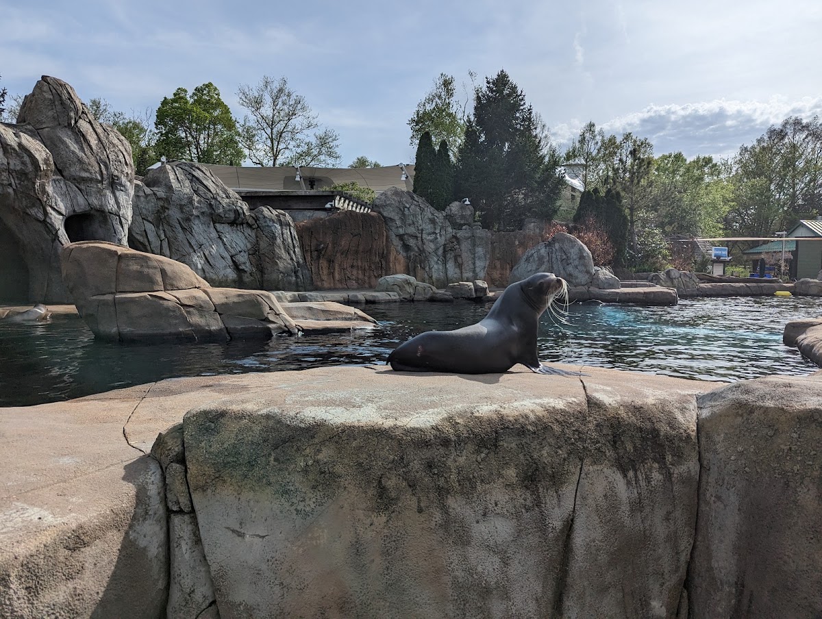Sea Lion Sound