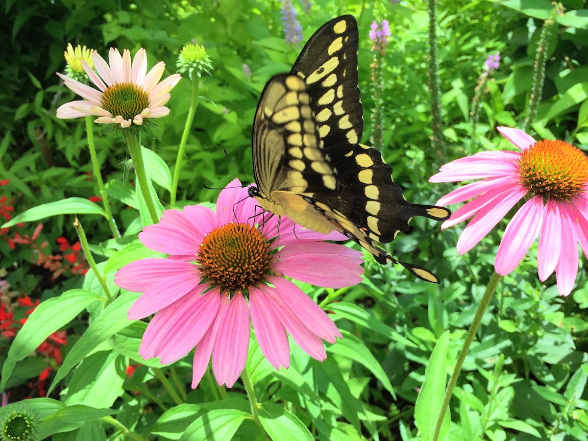 Dr. Bill Roston Native Butterfly House
