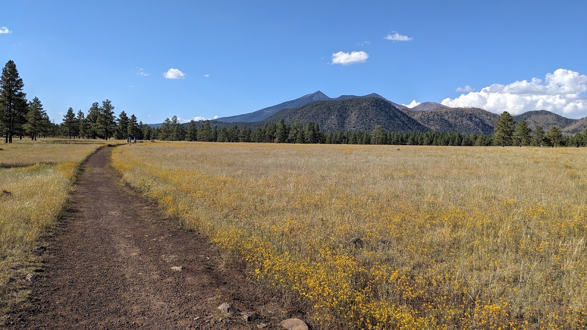 Buffalo Park