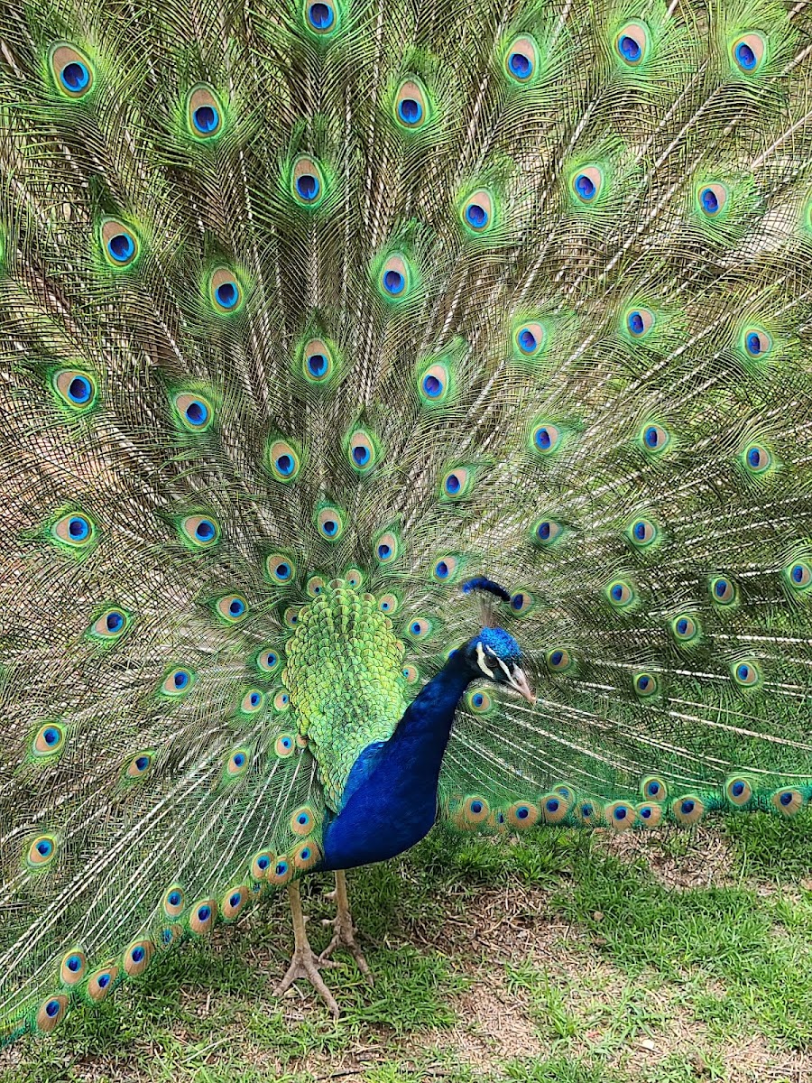 Amarillo Zoo