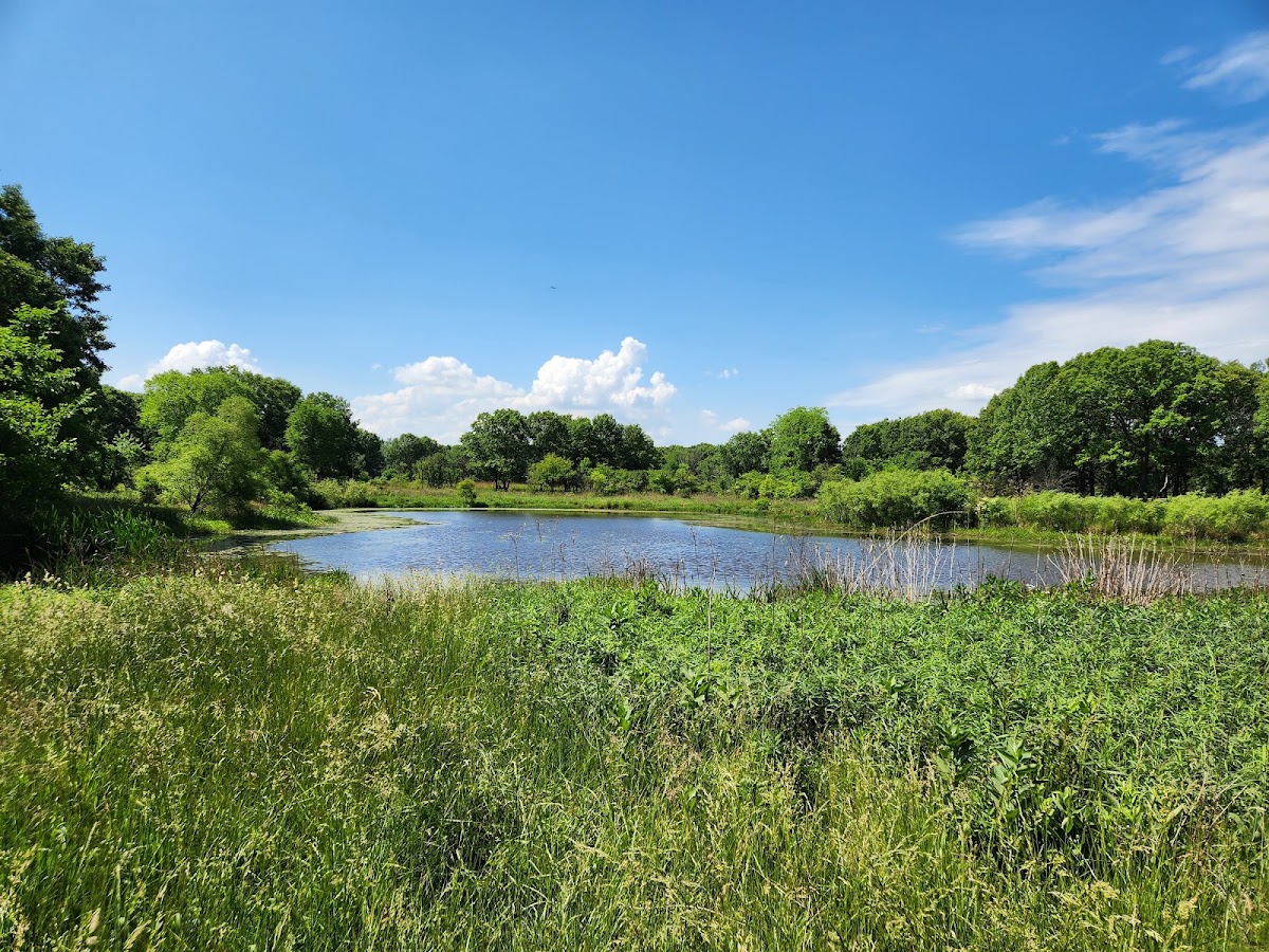 Spears Woods