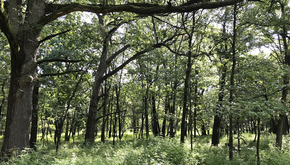 Willow Springs Woods