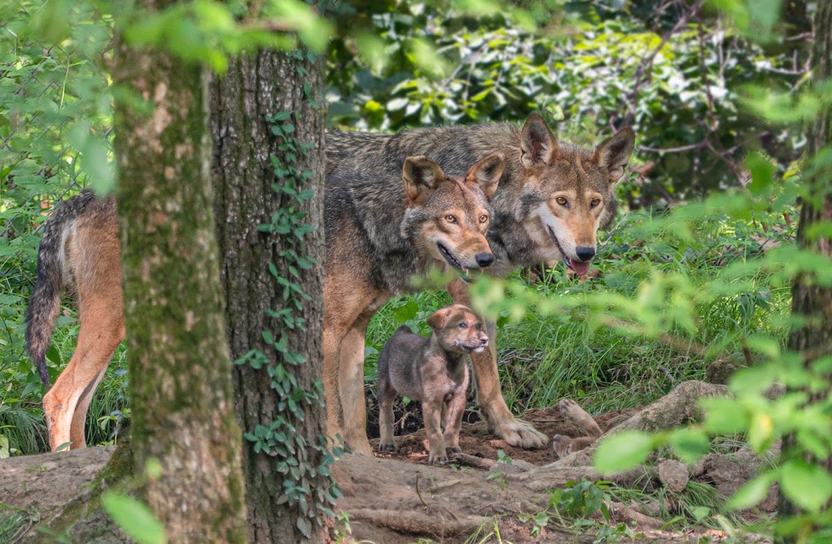 Endangered Wolf Center