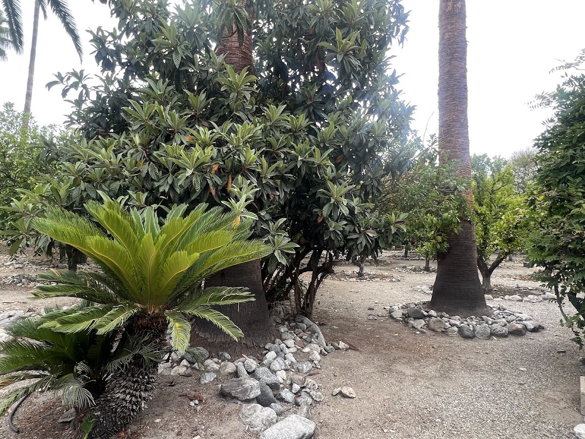 Citrus Grove