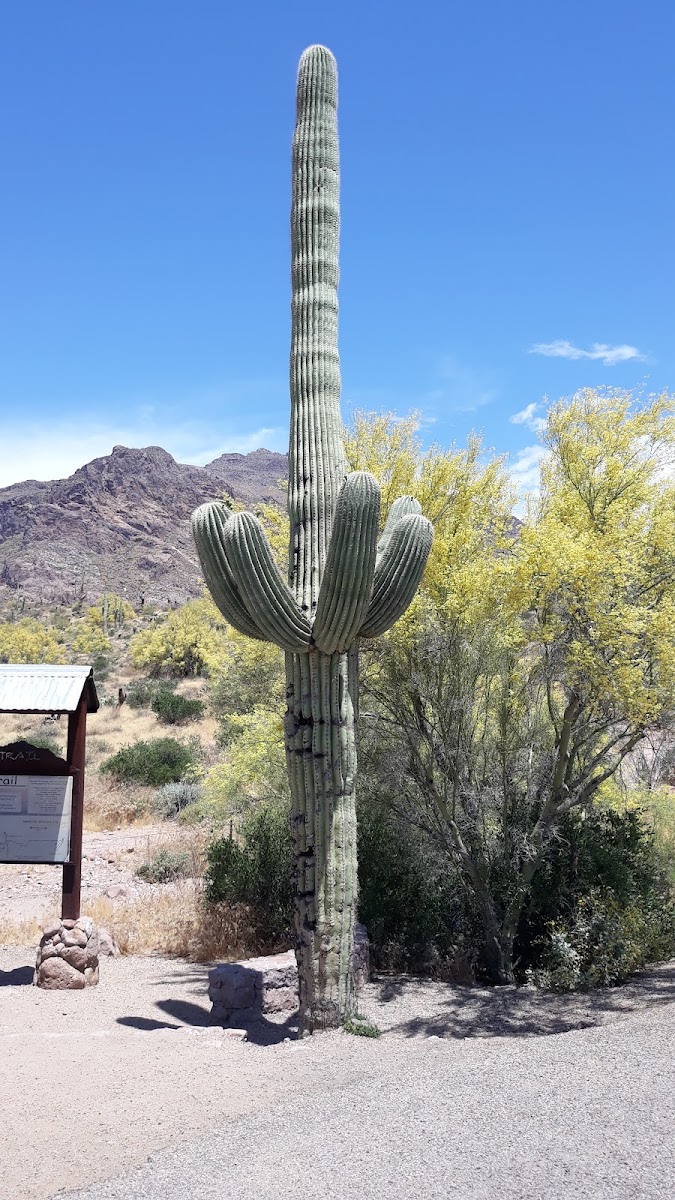 Apache Junction Motel
