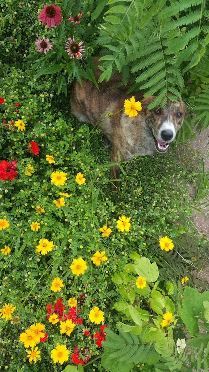 Treecourt Unleashed Dog Adventure Park | Dog Park | (Registration Required)