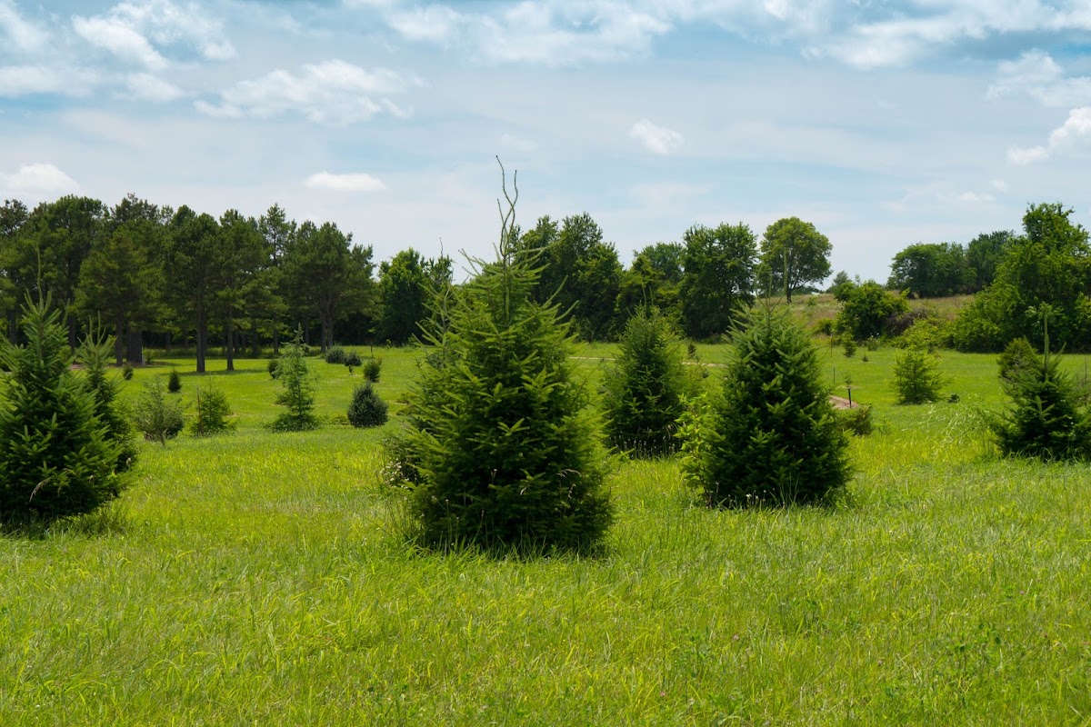 Lovett Pinetum