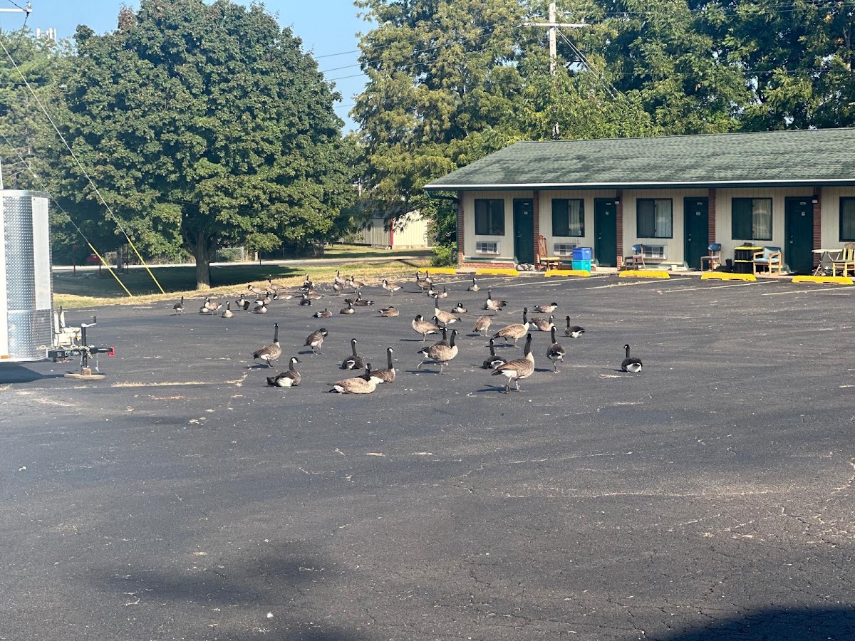 Mineral Springs Motel