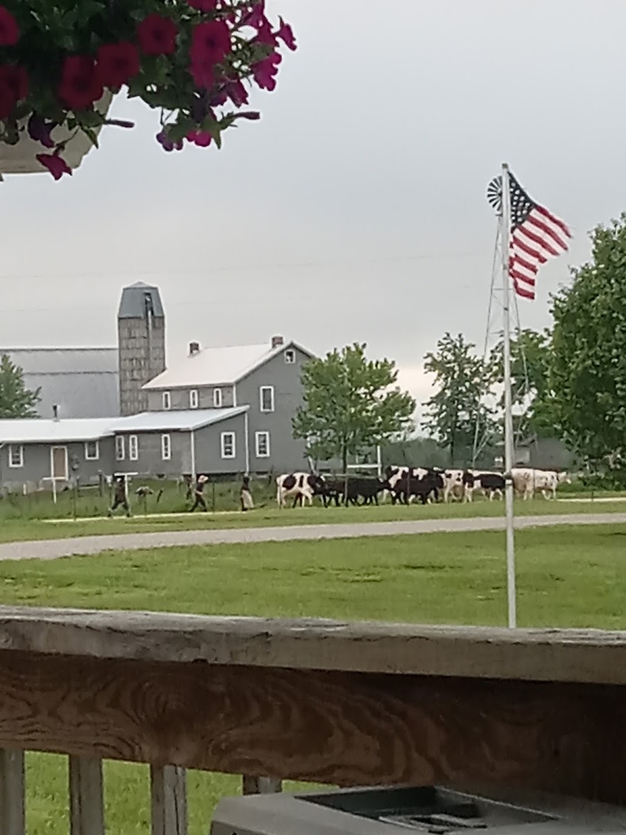 The Farm
