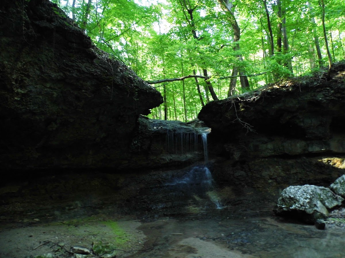 John M Olin Nature Preserve (Nature Institute)