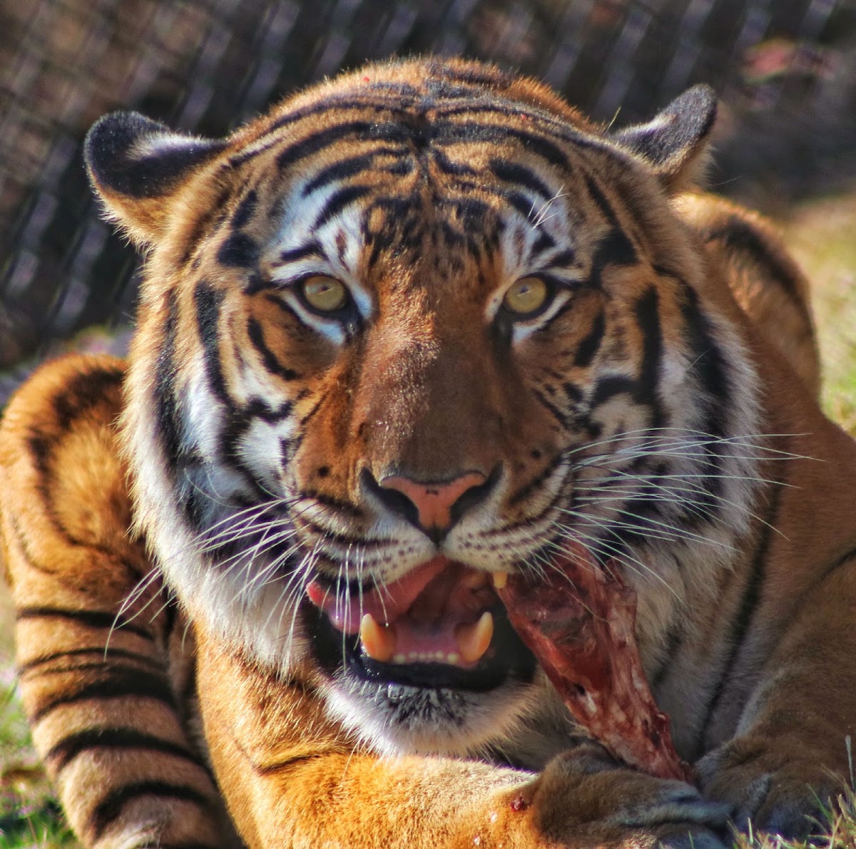 Dickerson Park Zoo