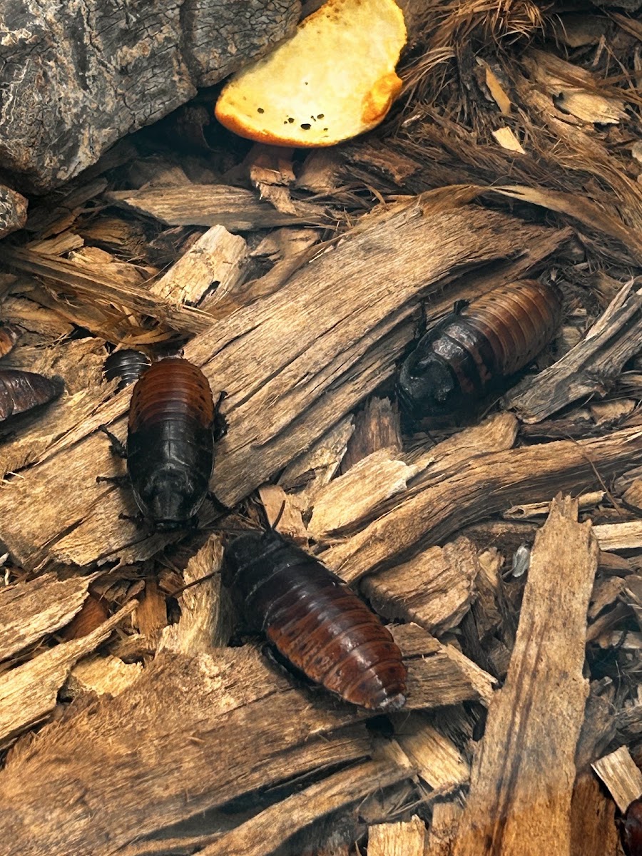 Bugarium