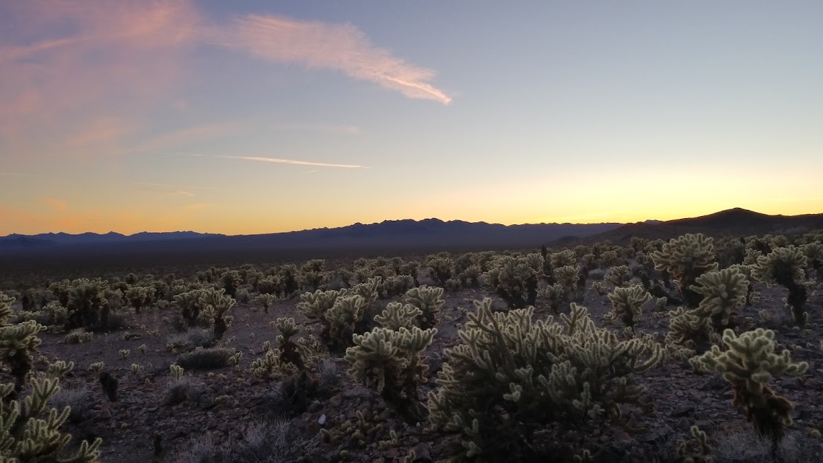Bigelow Cholla Garden Wilderness
