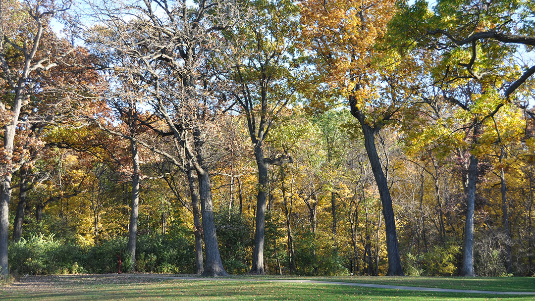 Veterans Woods - Roy F. Hassert Grove