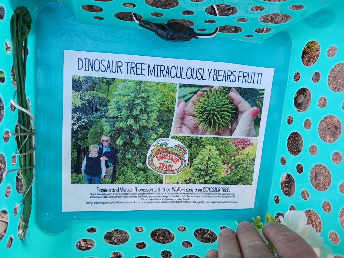 Dinosaur Alley