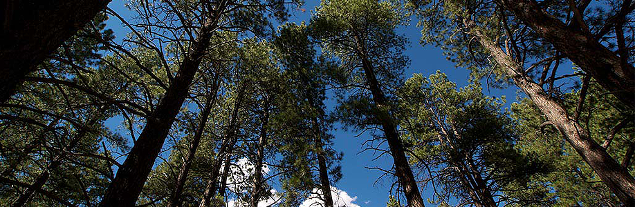 Manzano Mountains State Park