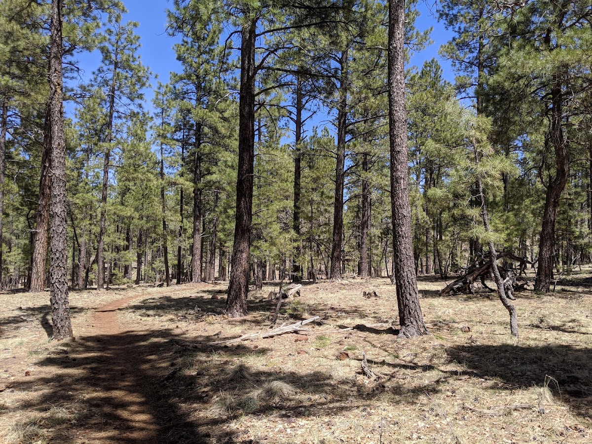 Rogers Lake County Natural Area