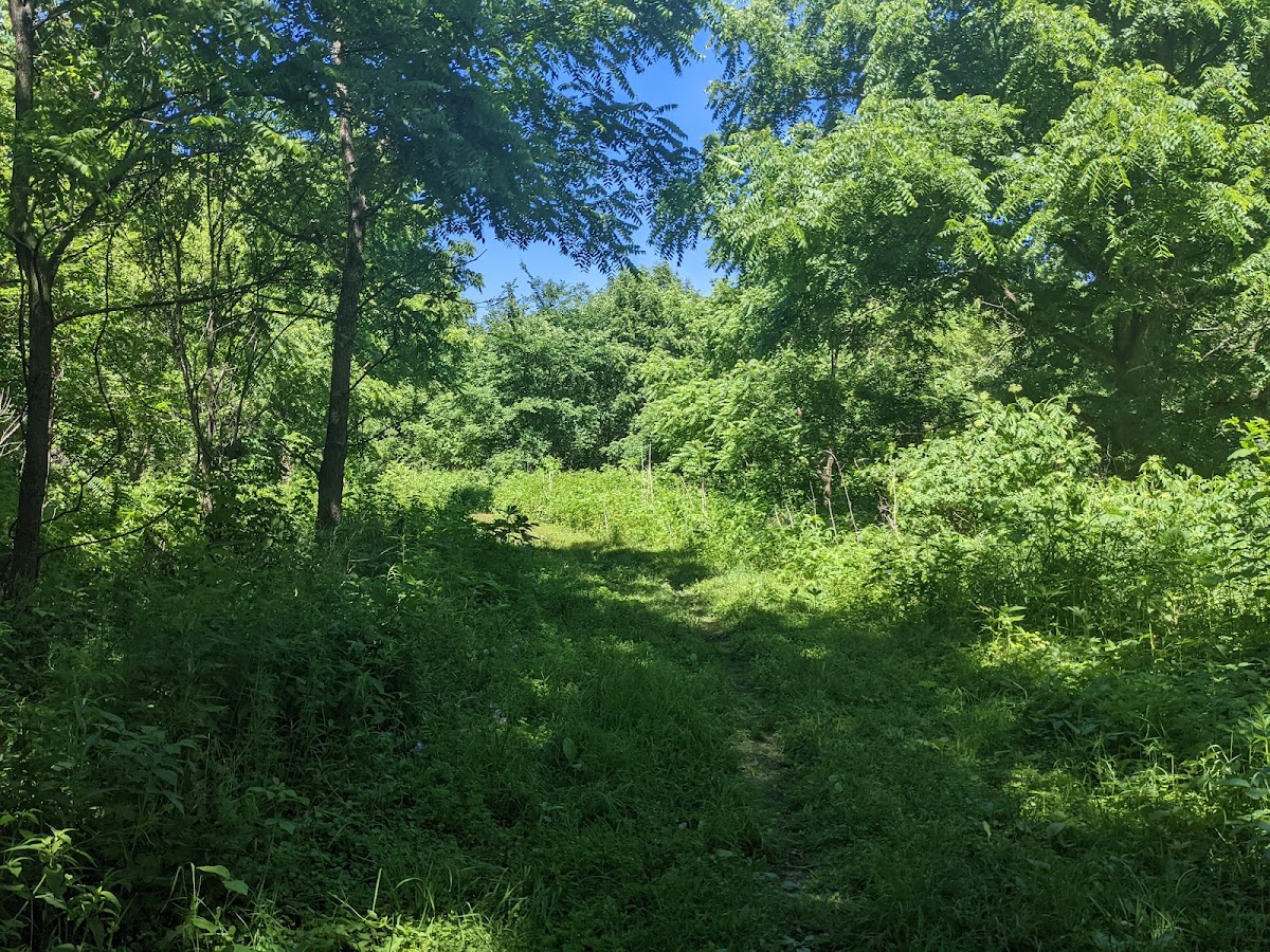 Bemis Woods South